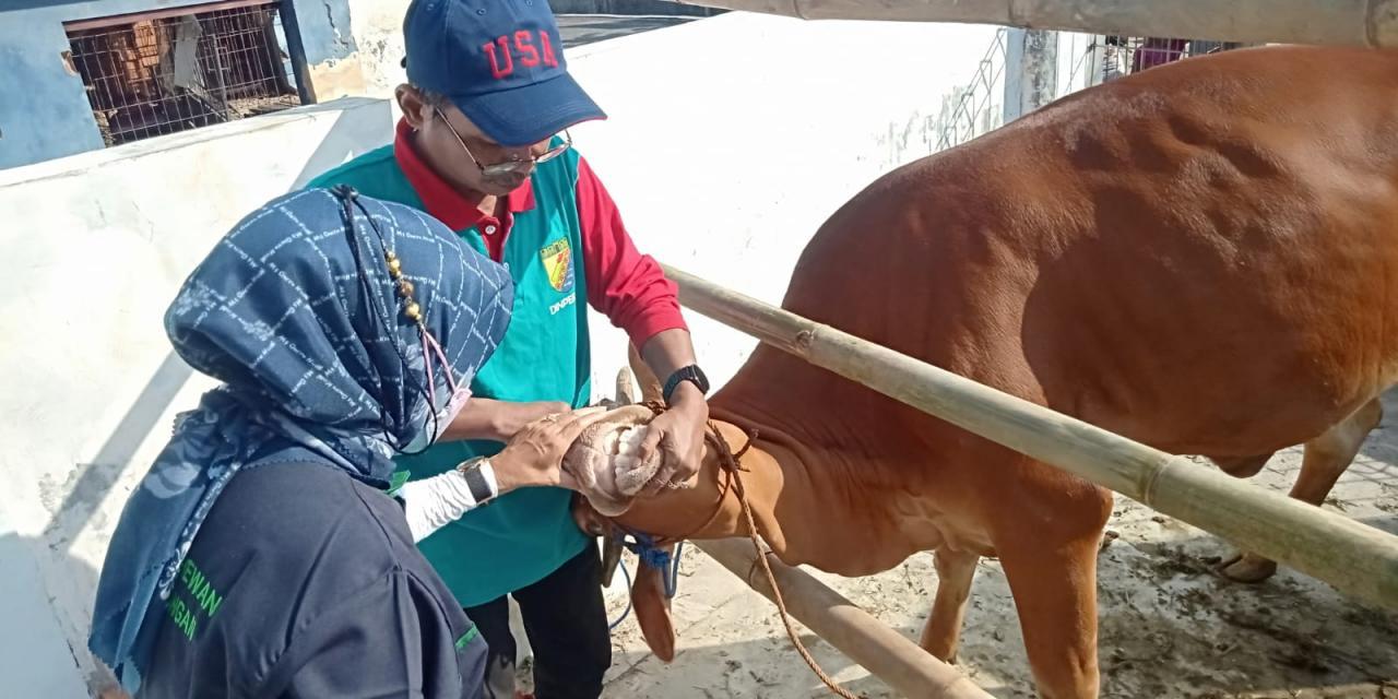 Dinperpa Jamin Anggaran Penanganan PMK Tercukupi