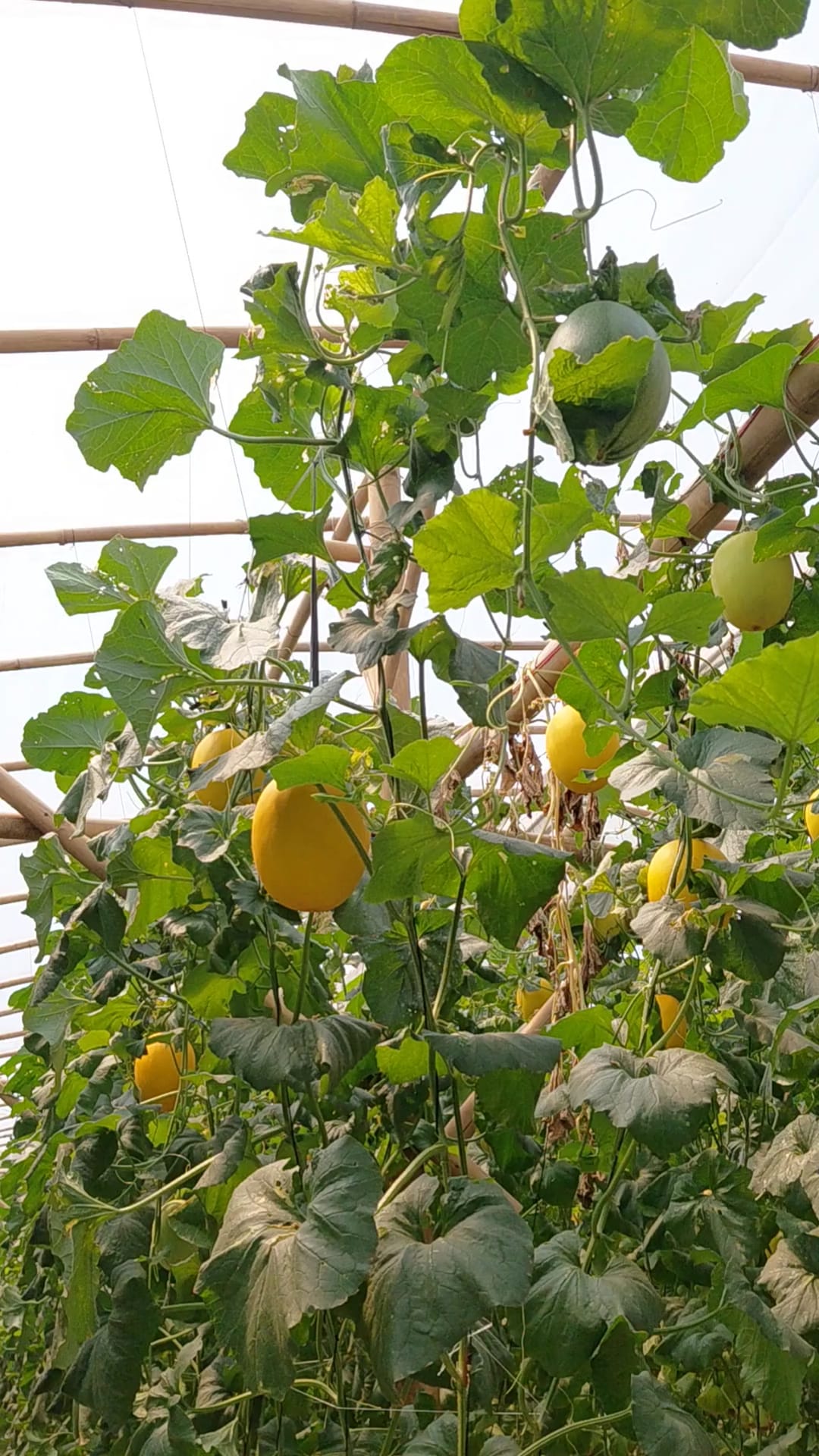 Pandansari Farm Resmi Dibuka, Pengunjung Bisa Petik Melon Langsung dari Kebun
