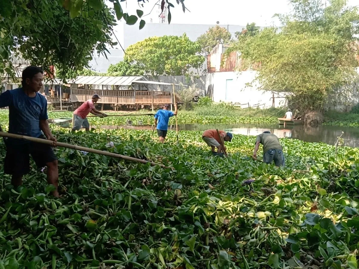 Eceng Gondok Sungai Loji Pekalongan Dibersihkan Bertahap, DLH Targetkan Sampai Grogolan
