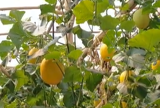 Pandansari Farm Resmi Dibuka, Pengunjung Bisa Petik Melon Langsung dari Kebun