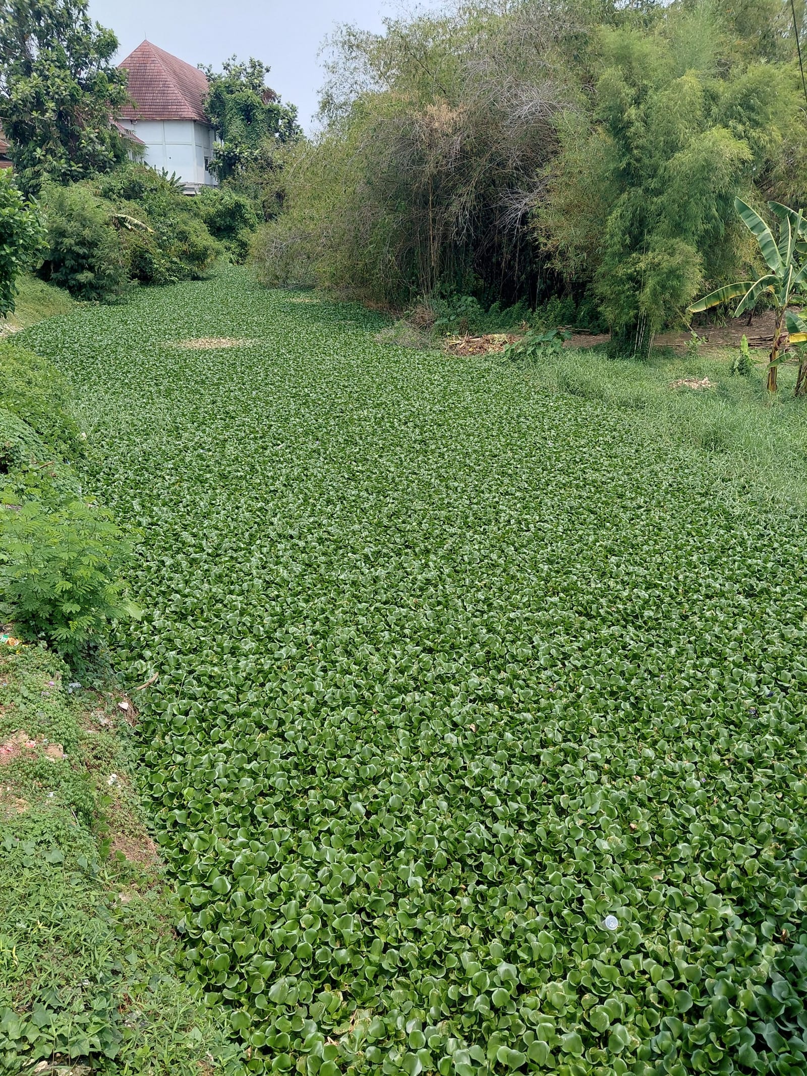 Aduan Eceng Gondok di Sungai Pekalongan Direspons, Pembersihan Masif Dimulai Pekan Depan